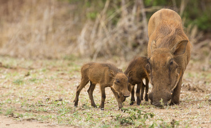 knp classic images wildlife 1