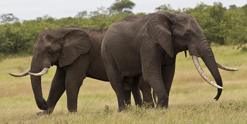 knp classic images wildlife 2