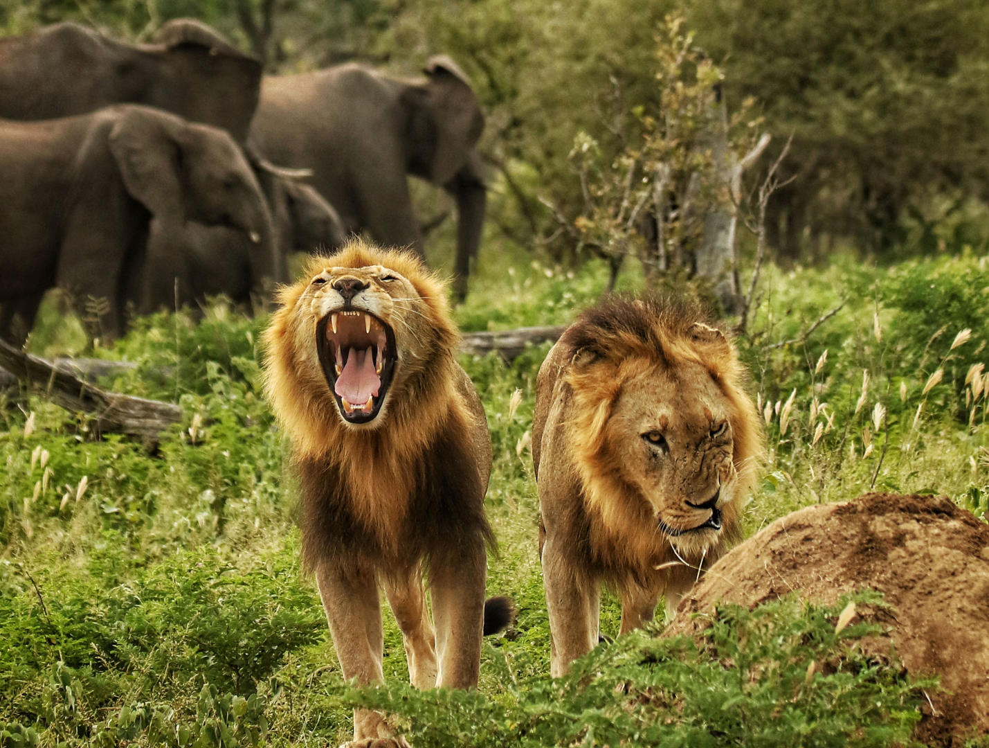 lion sands safari sydney