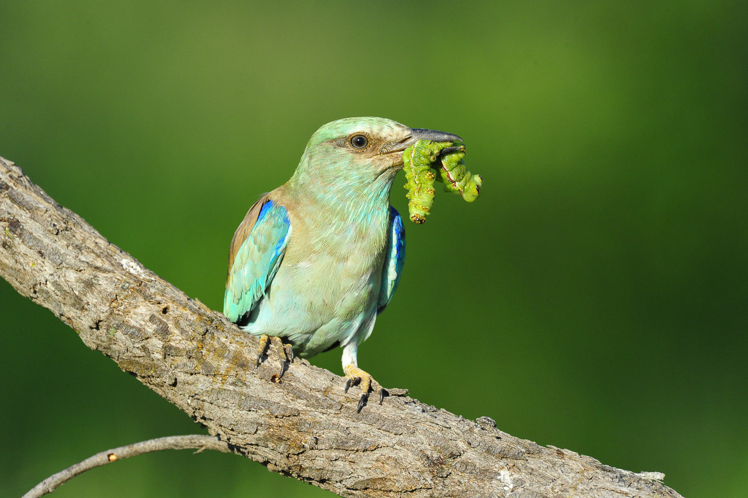 kruger national park bird