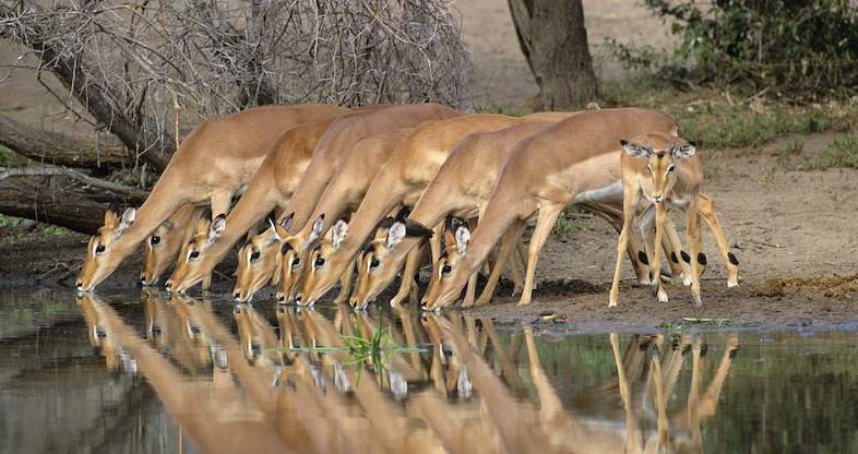 kruger national park deers