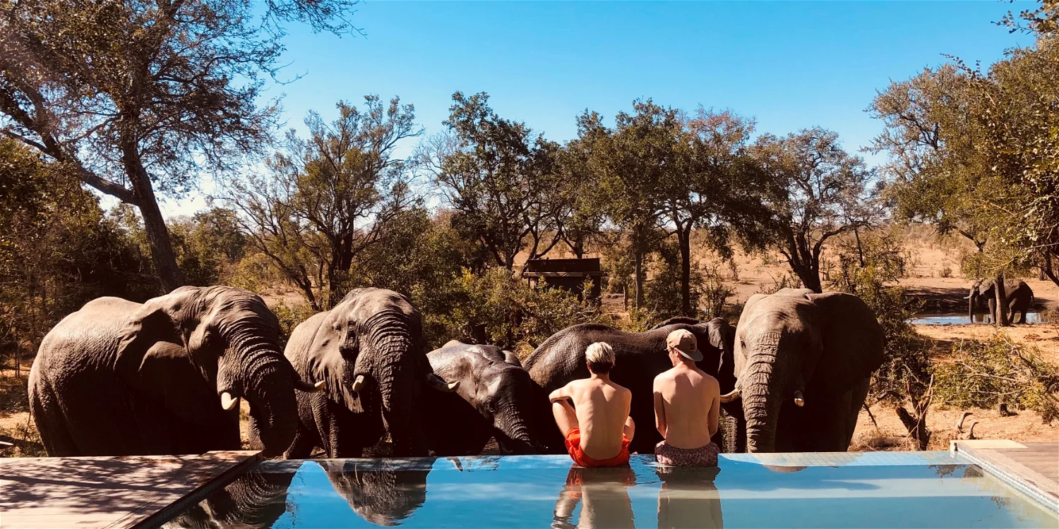 kruger national park elephants