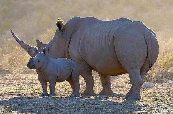 kruger national park rhinos